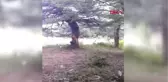 Tokat Çıra İçin, Ağaçların Gövdesini Oydular