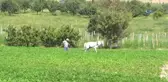 Burdur İnsuyu'nda Fasulye Hasadı Devam Ediyor