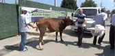 Kurban Pazarında Hareketlilik Devam Ediyor