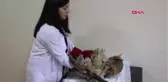 Gümüşhane'de Yaban Hayatı Seferberliği Hd