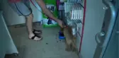Kazancının Yüzde 10'una Kediler ve Köpekler Ortak