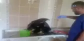 Kaya Kartalını Böyle Beslediler