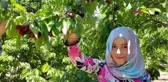 Niğde Darboğaz'ın Kiraz Geliri 15 Milyon TL Hd