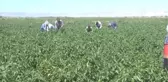 Muş Ta Kapya Biberinin Hasadına Başlandı