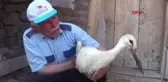Kahramanmaraş Sürüden Ayrılan Leyleğe Vatandaş Sahip Çıktı Hd