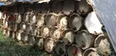 Siirtli Bal Üreticisi, 3 Bin TL'ye Çalıştıracak Eleman Bulamıyor!
