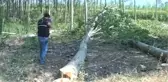 Kesilen Ağacın Altında Kalan Kişi Yaralandı