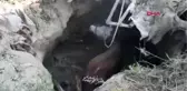 Çankırı Fosseptik Çukuruna Düşen İnek Kurtarıldı