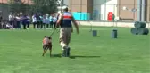 Jakem Komutanlığına Bağlı Köpeklerin Gösterileri Nefesleri Kesti