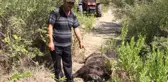 Köylülerin Kabusu Olan Yaban Domuzu 45 Gün Sonra Etkisiz Hale Getirildi