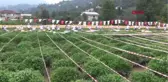 Artvin En Hızlı Çay Toplamak İçin Yarıştılar Hd