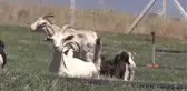 Dondurmanın Ustası Yeni Ustalar Yetiştiriyor - Kahramanmaraş