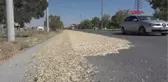 Konya Yolun Bir Şeridini Trafiğe Kapatıp, Kabak Çekirdeği Kurutuyorlar