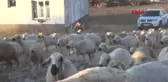 Sivas Çoban Ahmet, İkinci 'İnsansı Taşlar Müzesi' Hazırlığında