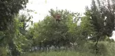 Yetiştirdiği Meyveleri 
