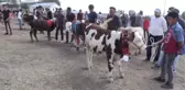 Buzağı Güzellik Yarışması - Kars