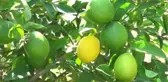 Erkenci Limonun Hasadı Sürüyor