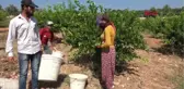 Mersin Erdemli'de Limon Hasadı Başladı