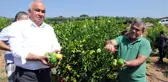 Başkandan Cezeryeli İhracatlık Limon Kesimi