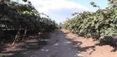 20 Bin Ton Kivi Beklentisi - Yalova