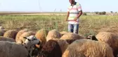 Çobanlık Yaparken Hazırlandı, Diş Hekimliğini Kazandı
