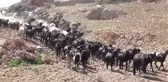 Yörükler Yayladan Dönüş Hazırlığında