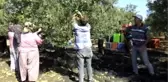 Balıkesir'de Zeytin Hasadı Başladı