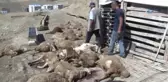 Başıboş Köpekler Dehşet Saçtı