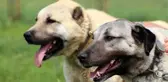 Kurt Saldırılarının Arttığı İtalya, Kangal Köpeklerini Tartışıyor