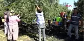 Balıkesir Edremit Körfezi'nde Zeytin Hasadı Başladı