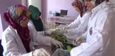 Gastronomi Kenti Hatay'da Dolmalık ve Turşuluk Salatalıklar Kışa Hazırlanıyor