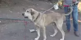 Elazığ Köpek Merakı Geçim Kaynağı Oldu