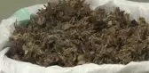 Fındık Kabuğundan Nanoselüloz Ürettiler - Düzce