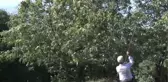 Uludağ'da Kestane Hasadı Başladı