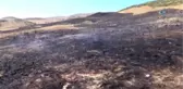 Çürüyen Bitki Artıkları Toprakta Yanmalara Neden Oluyor