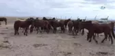 Yılkı Atları Kırgızların Elinde Evcilleşiyor