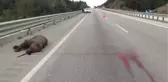 Yola Çıkan Bozayıya Kamyonet Çarptı, Ayı Telef Oldu
