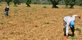 Bilecik'te Yetiştirilen Kestane Kabağı Daha Tarladan Toplanmadan Kapış Kapış Satılıyor