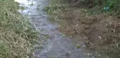 Dev Lahanaların Hasadı Başladı