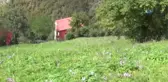 Doğal Meteoroloji Sistemi 'Vargit Çiçekleri' Yaylaları Süslüyor