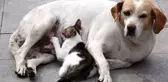 Sokak Köpeği Emzirdiği Kedi Yavrusuna Annelik Yapıyor