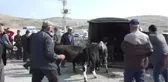 Çubuk Canlı Hayvan Pazarı'nda İnceleme