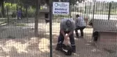 Engelli Sokak Köpekleri Hayata Sevgiyle Tutunuyor