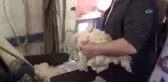 Yarım Asırdır Geçimini Keçeden Sağlıyor