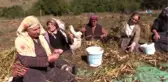Artvin'de İmece Usulüyle Türküler Eşliğinde Kuru Fasulye Hasadı Gerçekleştirildi