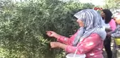 Aydın Kuyucak'ta Gojiberry Yetiştiren Çift, Talebe Yetişemiyor-2