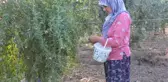 7 Yıl Önce Aydın'da Goji Berry Meyvesini Yetiştirmeye Başlayan Çift, Siparişlere Yetişemiyor