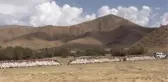 Hizan'ın Karakovan Balı Avrupa Pazarında
