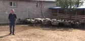 Üniversiteyi Bırakıp Çoban Oldu