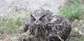 Yaralı Bulunan Baykuş Tedavi Altına Alındı